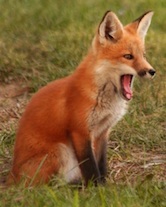 Fox